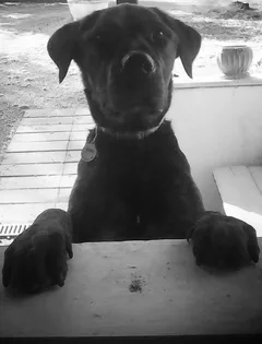 Chien perdu Cane Corso