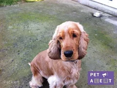 Chien perdu Cocker Anglais