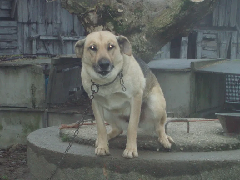 Dina