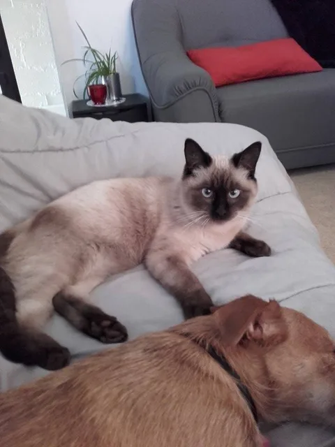 Chat trouvé