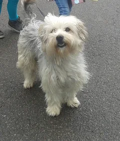 Chien perdu Yorkshire Terrier