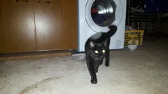 Chat trouvé Européen