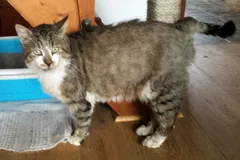 Chat trouvé Européen