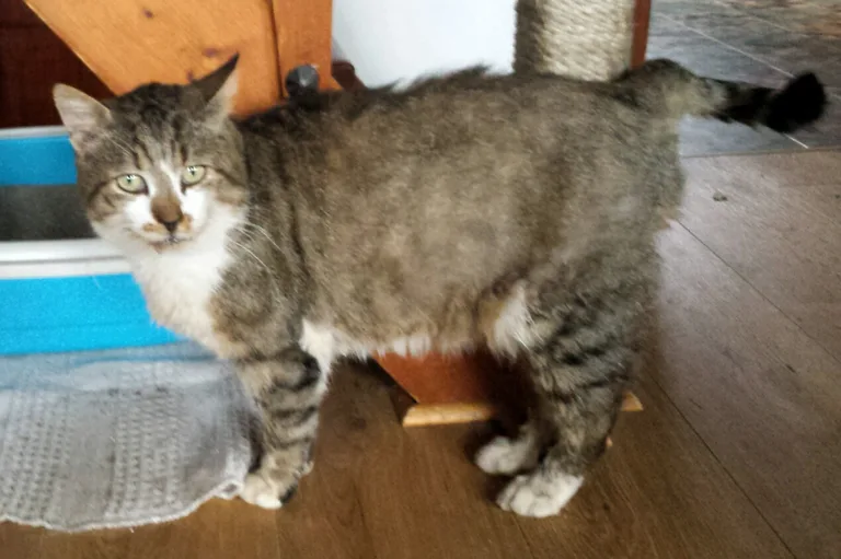 Chat trouvé