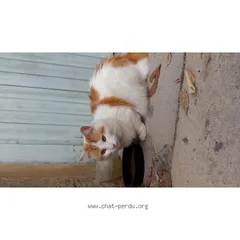 Chat trouvé Européen