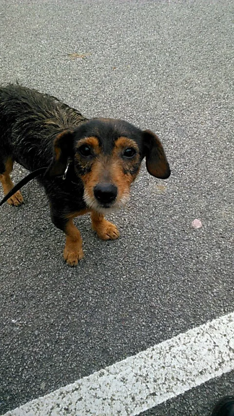 Chien trouvé