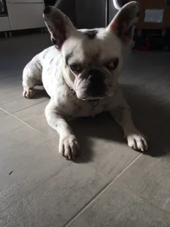 Chien trouvé Bouledogue Français
