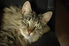 Chat perdu Chat des Forêts Norvégiennes