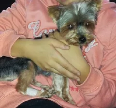 Chien perdu Yorkshire Terrier