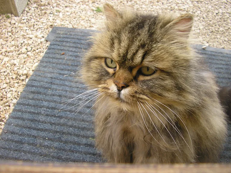 Chat trouvé