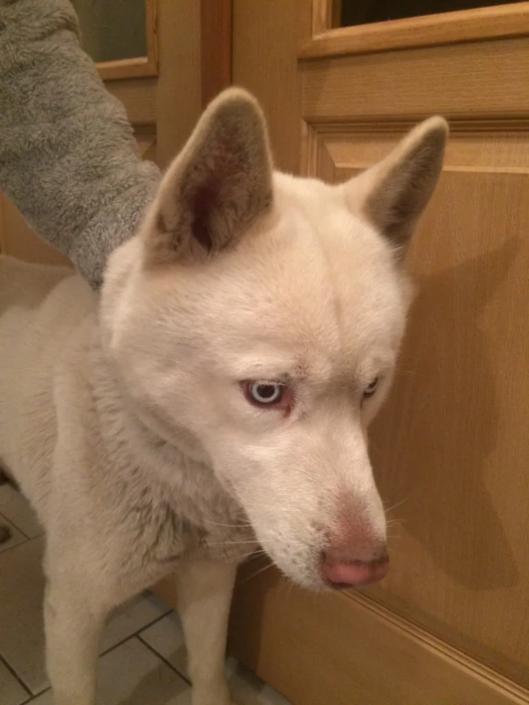 Chien trouvé
