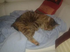 Chat trouvé Européen