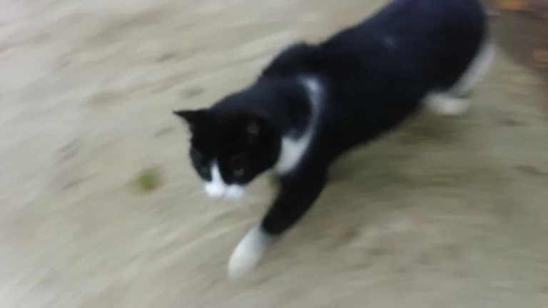 Chat trouvé