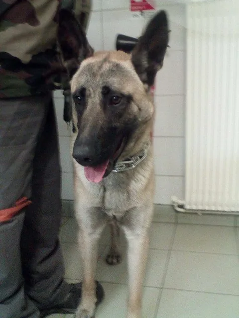 Chien trouvé