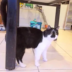 Chat trouvé Croisé