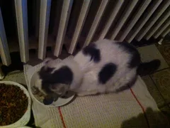 Chat trouvé Sans race particulière