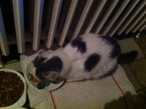 Chat trouvé
