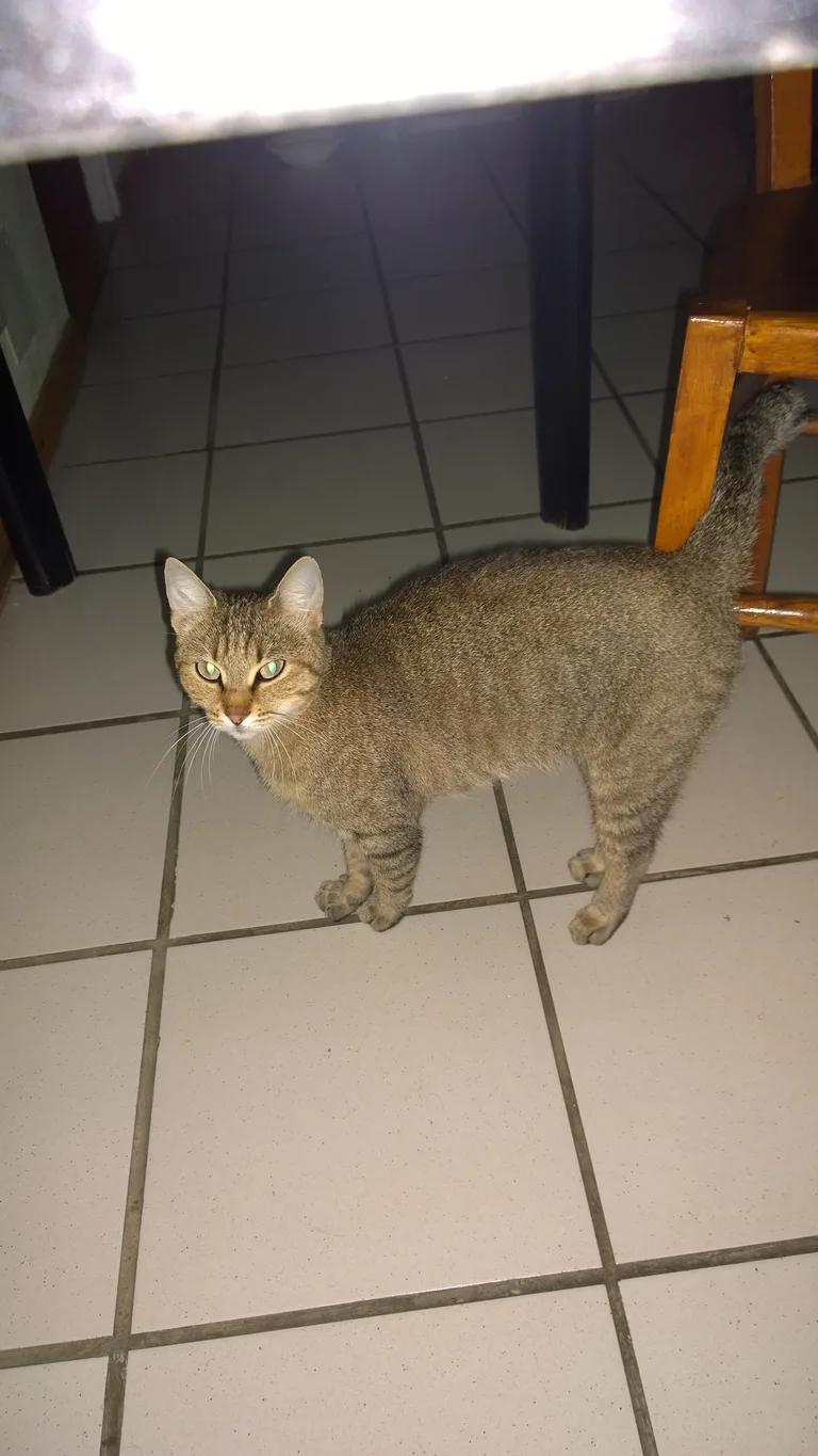 Chat trouvé