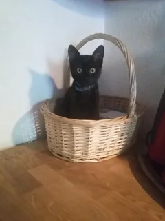Chat perdu Européen