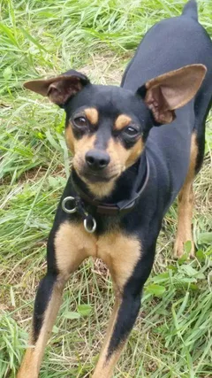 Chien perdu Pinscher