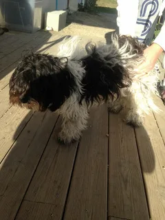 Chien trouvé Griffon Belge