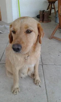 Chien trouvé Griffon Fauve de Bretagne