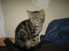 Chat trouvé Européen