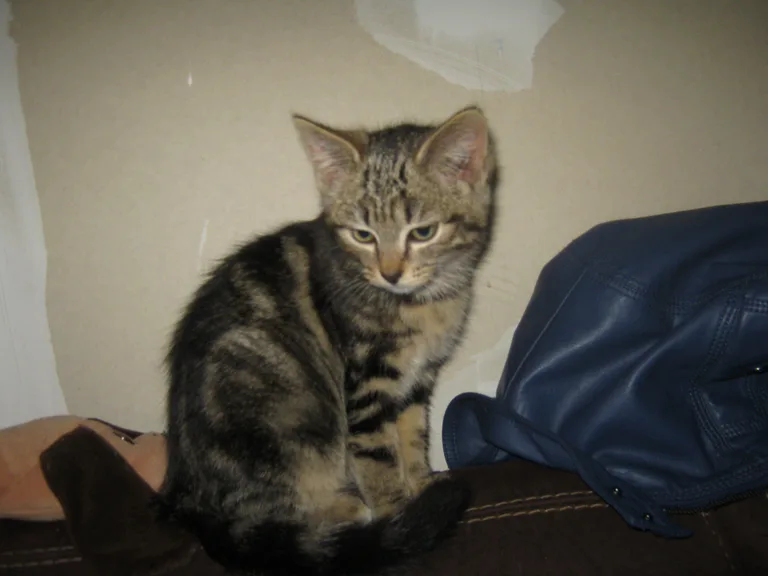 Chat trouvé