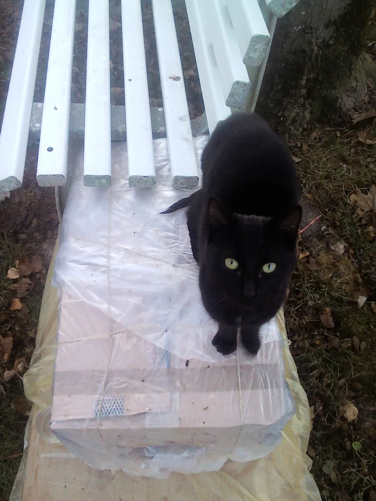 Chat trouvé