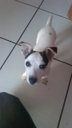 Chien perdu Jack-Russell-Terrier