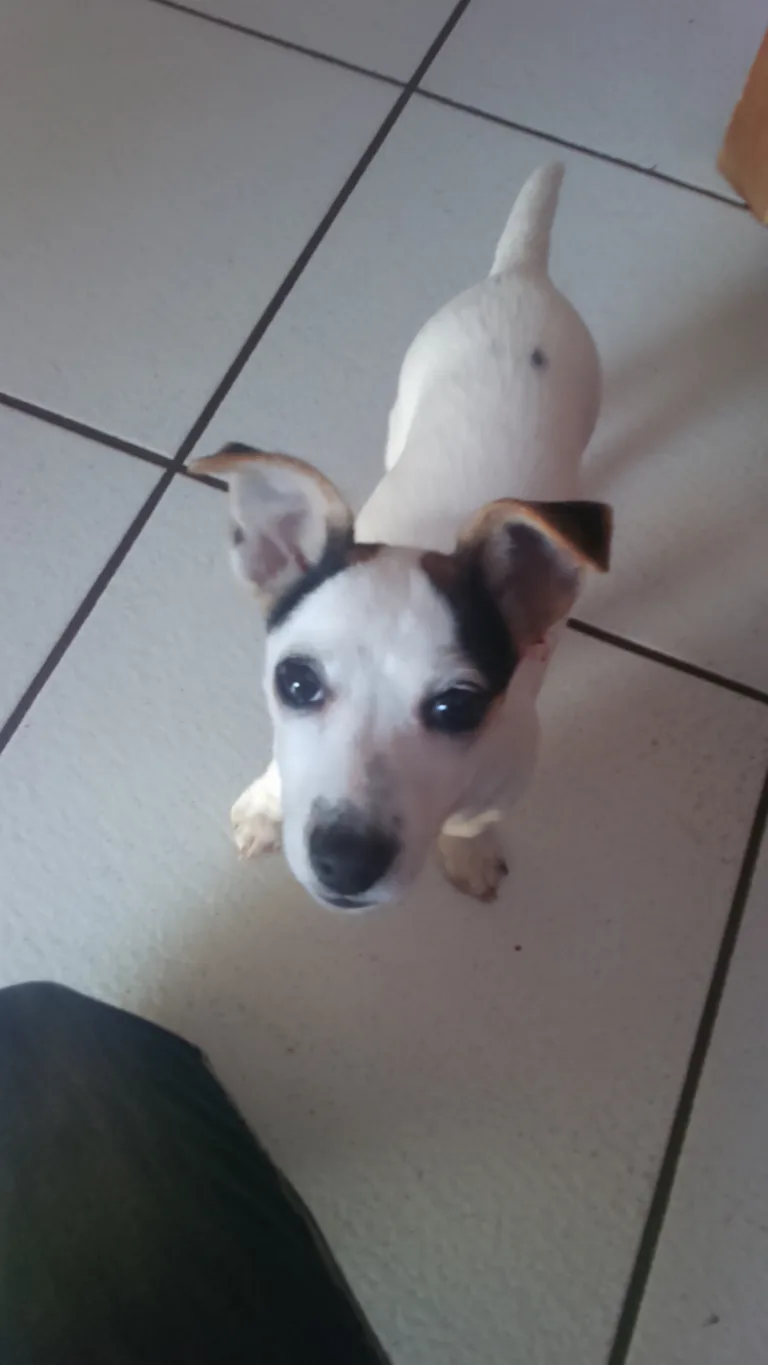 Lulu