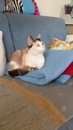 Chat trouvé Siamois