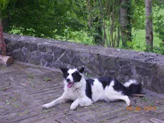 Chien perdu Border Collie