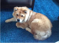 Chien perdu Chow Chow