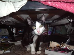 Chat perdu : Européen (chomina)