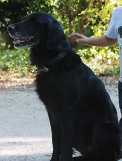 Chien perdu Croisé