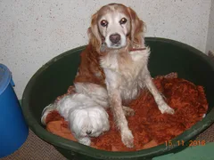 Chien perdu Epagneul Breton