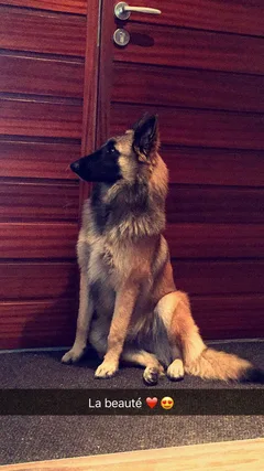 Chien perdu Berger Belge Tervueren