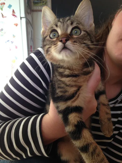 Chat trouvé