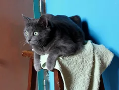 Chat perdu Européen