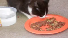 Chat perdu Européen