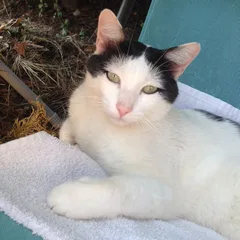 Chat perdu Européen