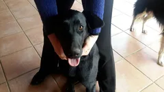 Chien trouvé Labrador-Retriever