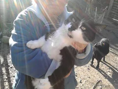 Chat trouvé Européen