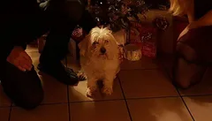 Chien perdu Bichon Maltais