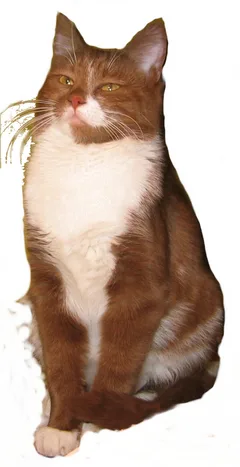Chat perdu Européen