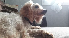 Chien perdu Caniche