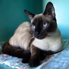 Chat perdu Siamois