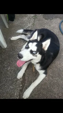 Chien perdu Husky Sibérien