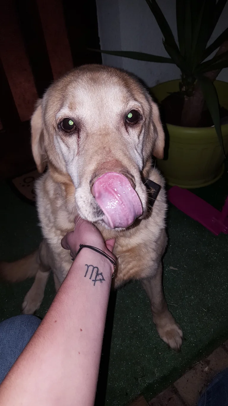 Chien trouvé